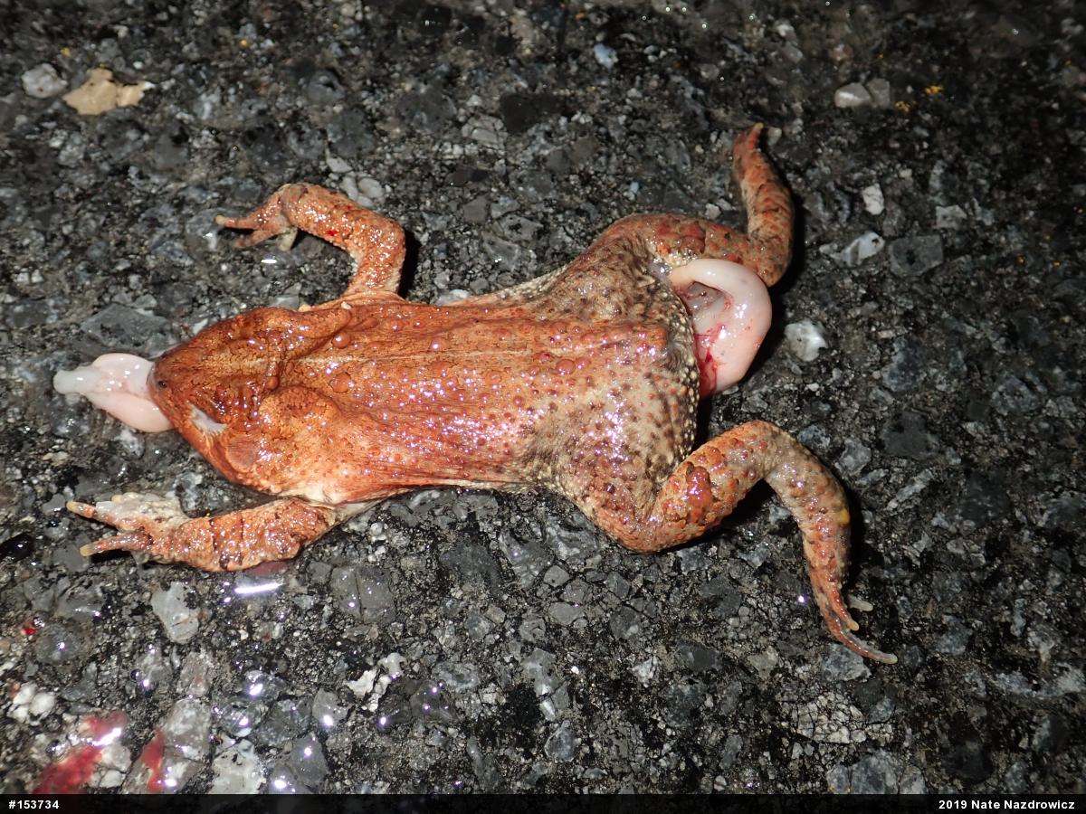Eastern American Toad