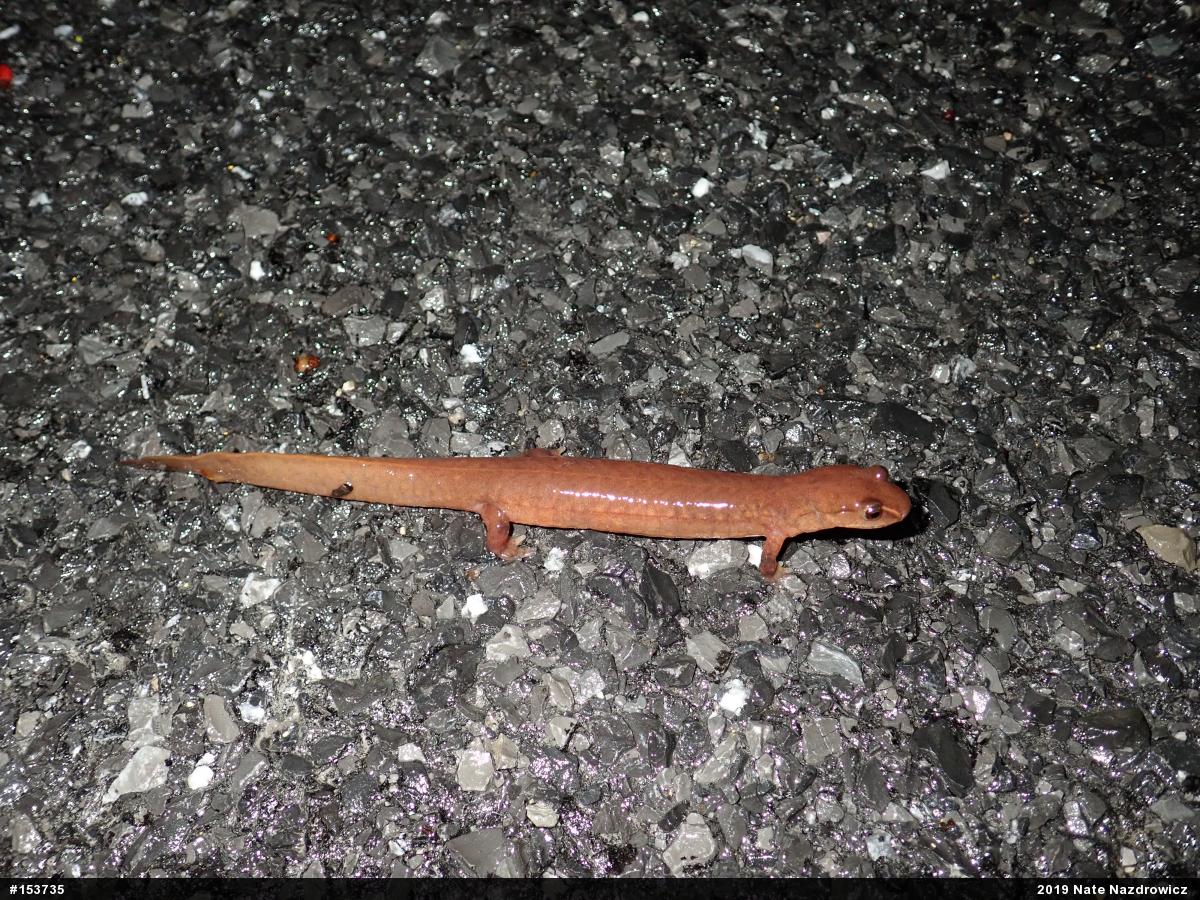 Northern Spring Salamander