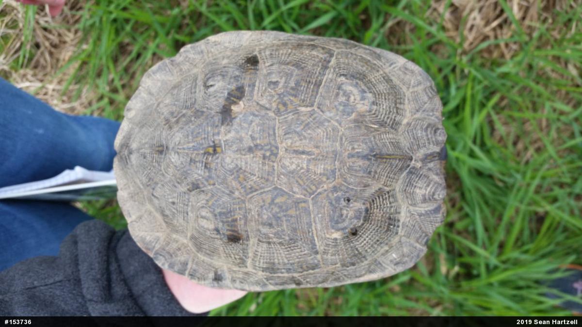 Wood Turtle