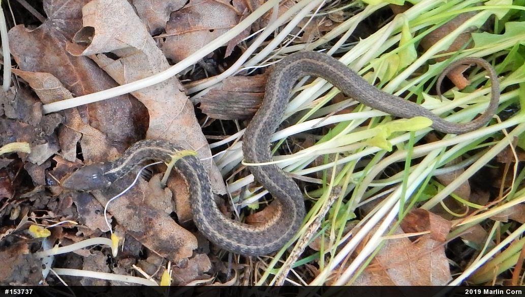 Eastern Gartersnake