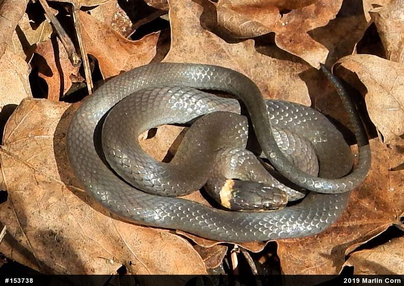 Northern Ring-necked Snake