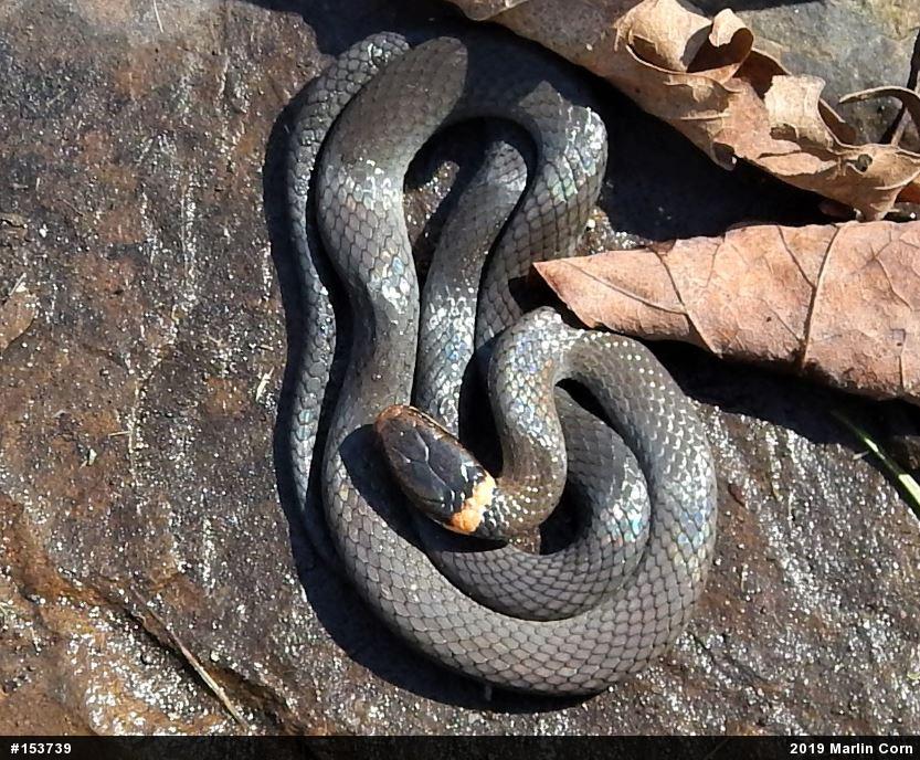 Northern Ring-necked Snake