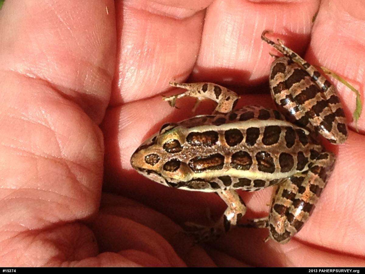 Pickerel Frog