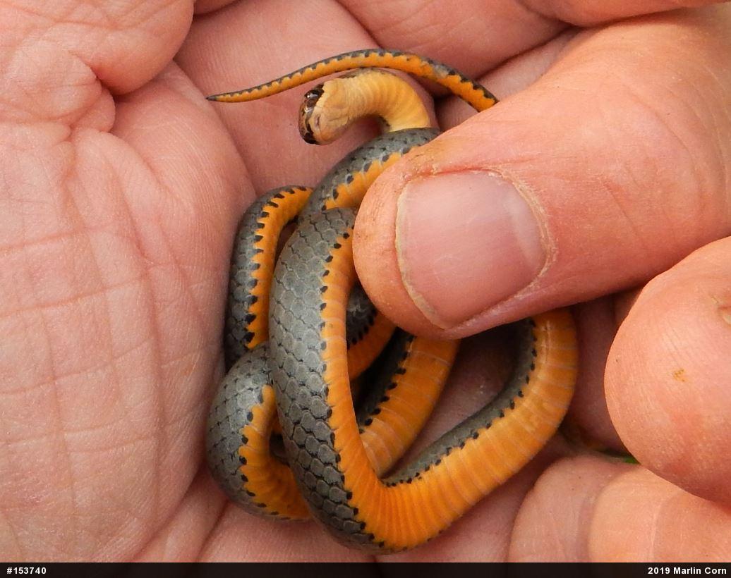 Northern Ring-necked Snake