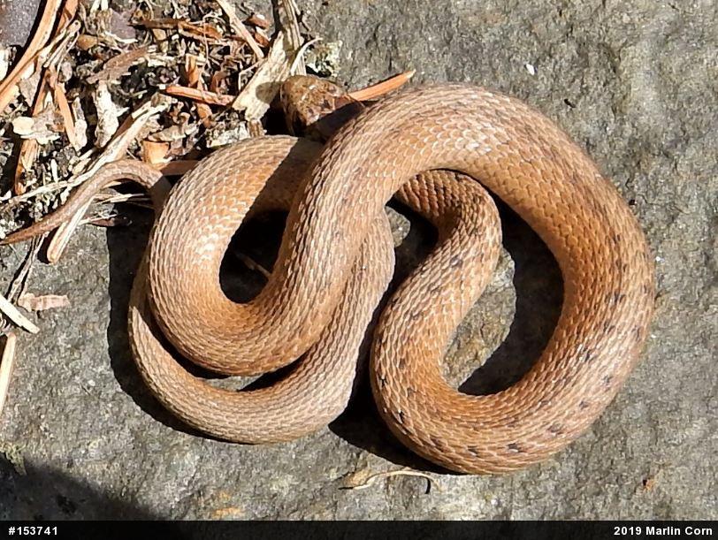 Dekay's Brownsnake