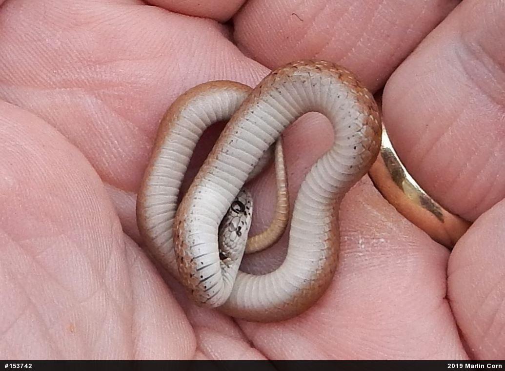 Dekay's Brownsnake