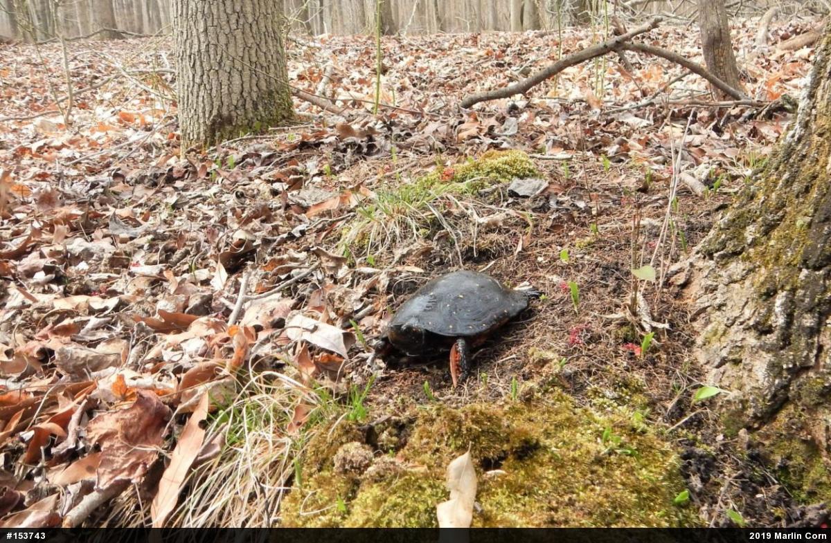Spotted Turtle