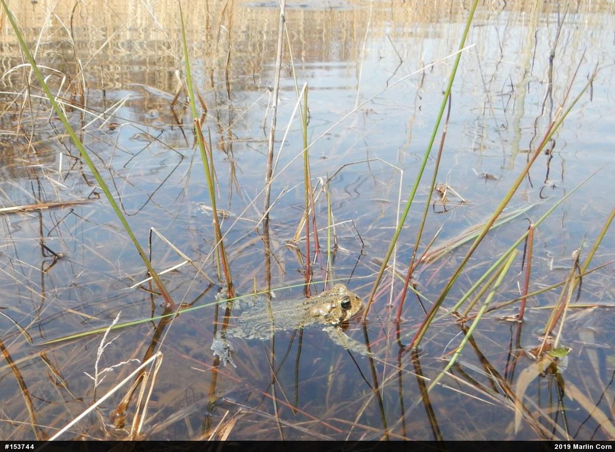 Eastern American Toad