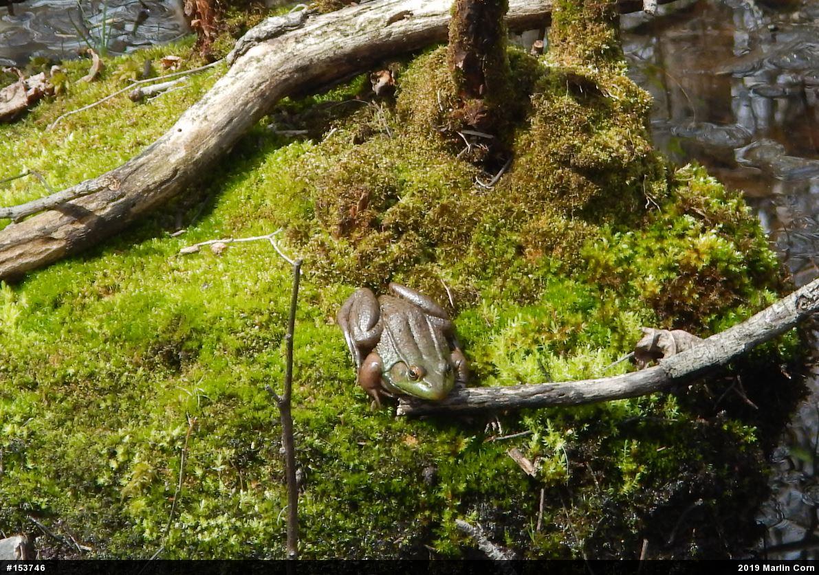 Green Frog