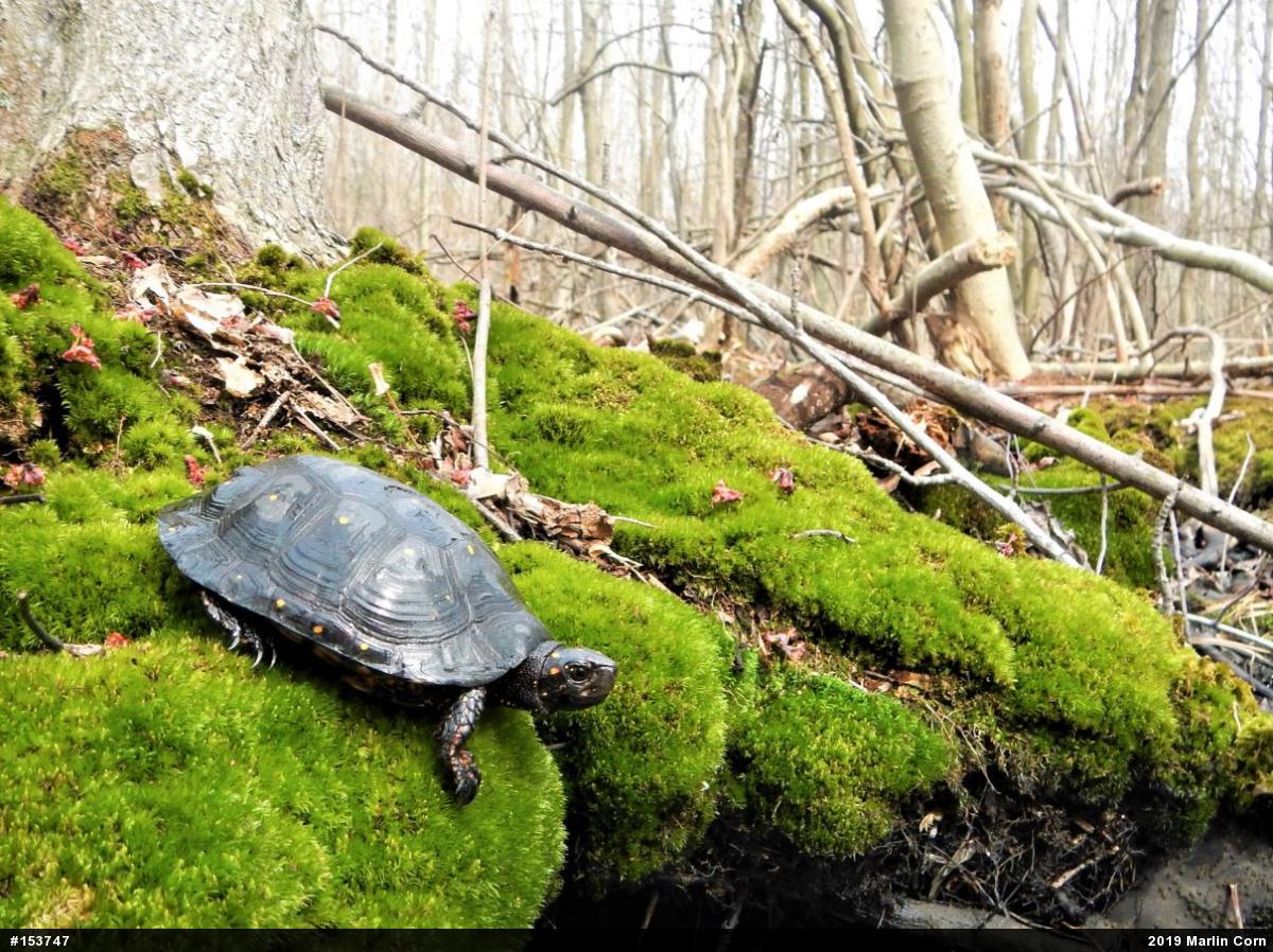 Spotted Turtle