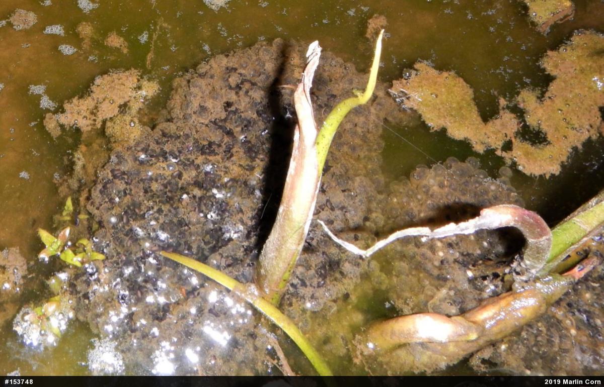 True Frogs