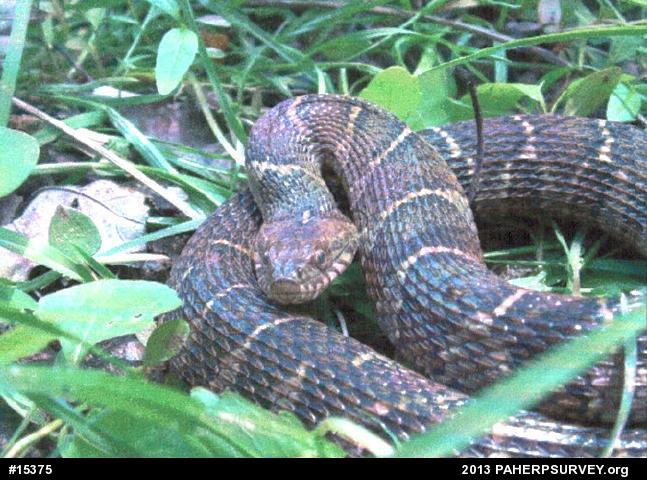 Northern Watersnake