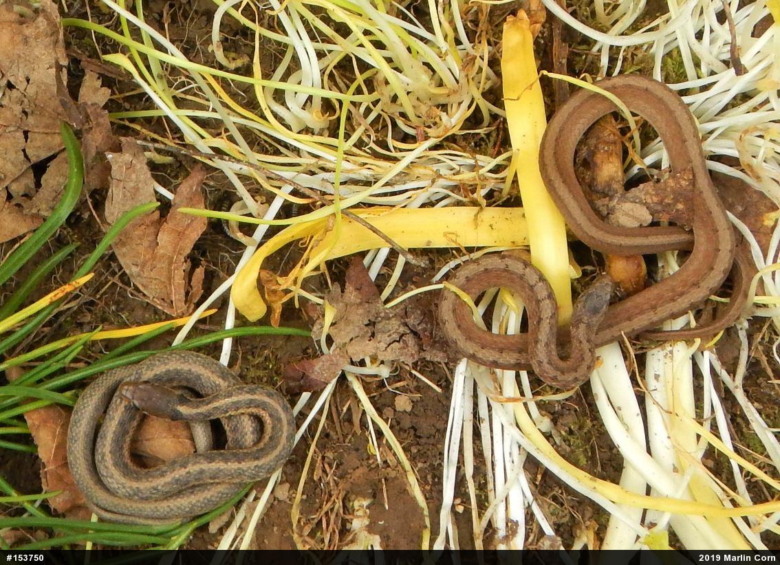 Eastern Gartersnake