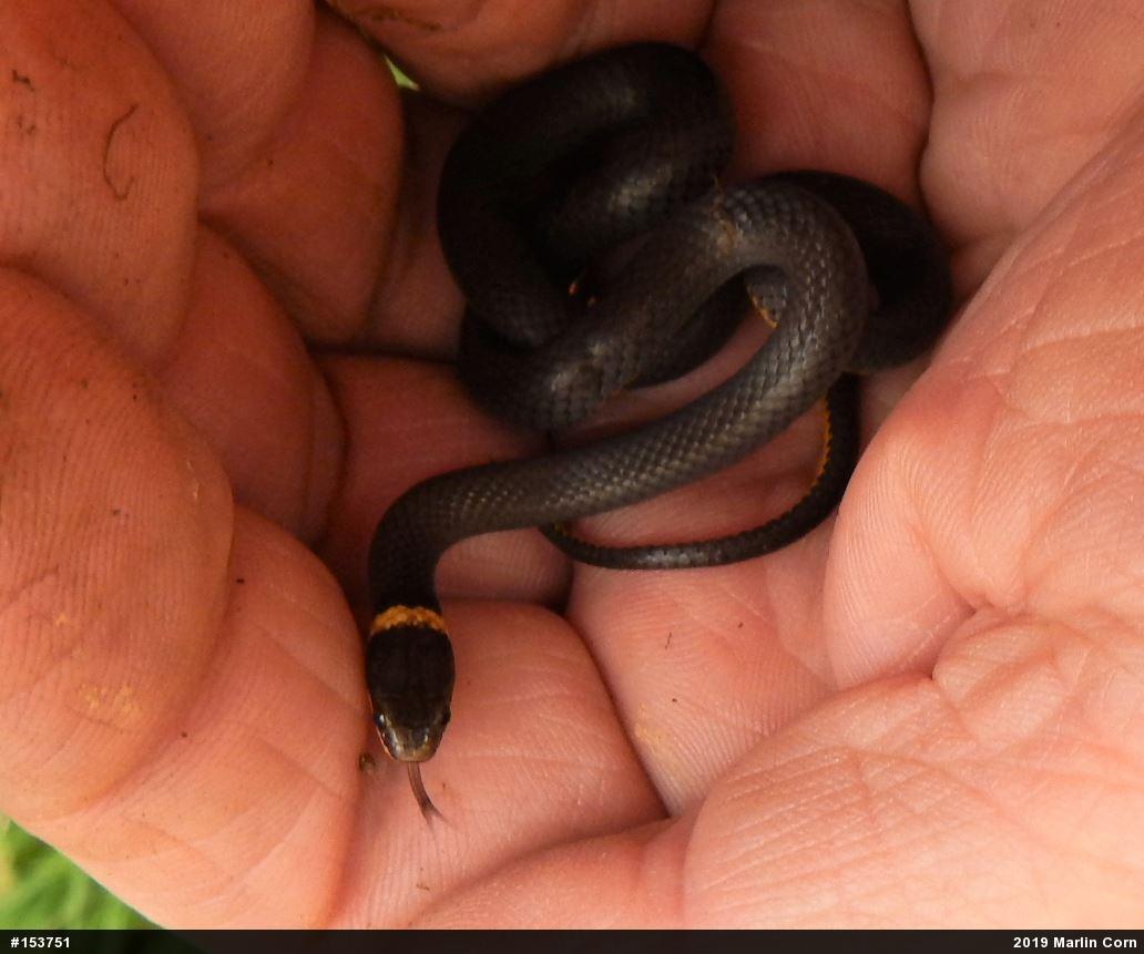 Northern Ring-necked Snake