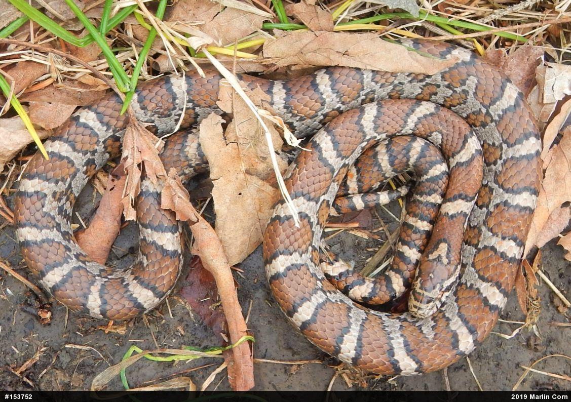 Eastern Milksnake