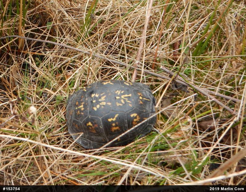 Eastern Box Turtle