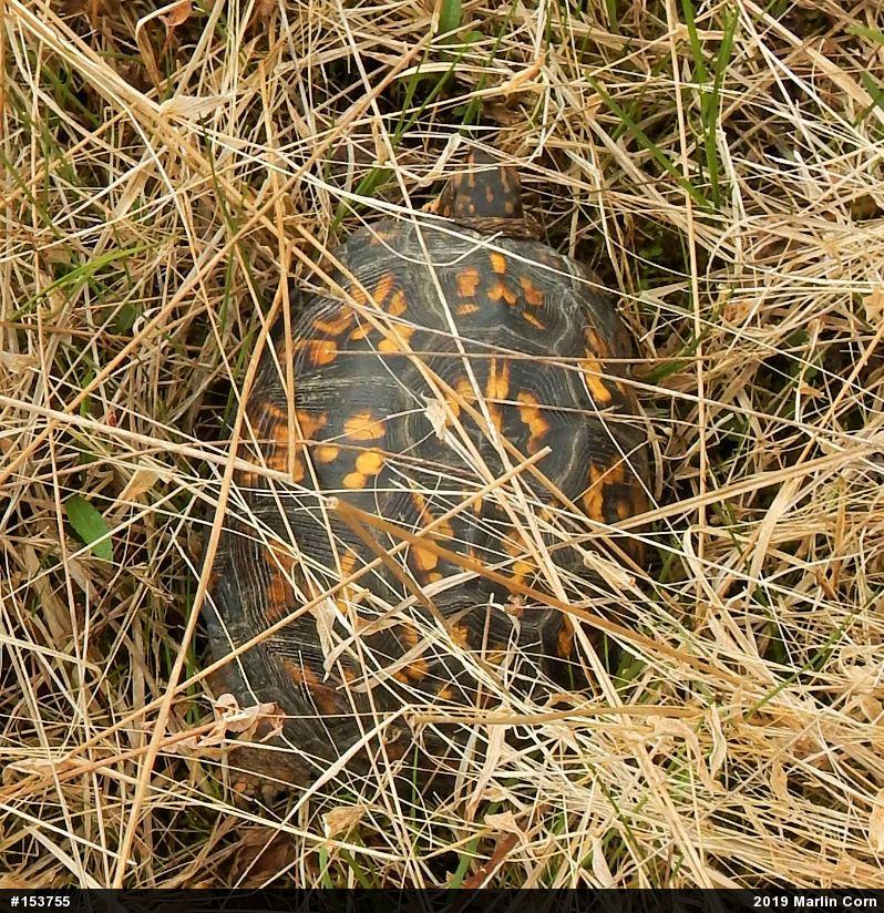 Eastern Box Turtle