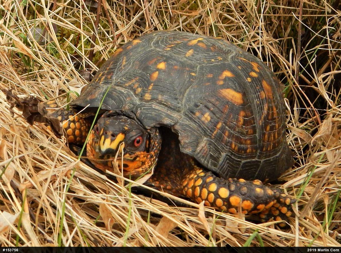 Eastern Box Turtle