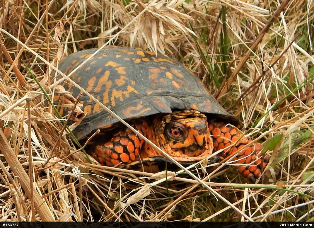 Eastern Box Turtle