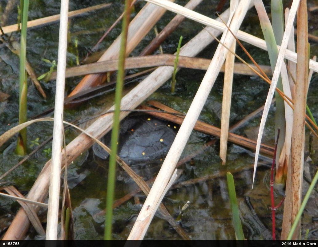 Spotted Turtle