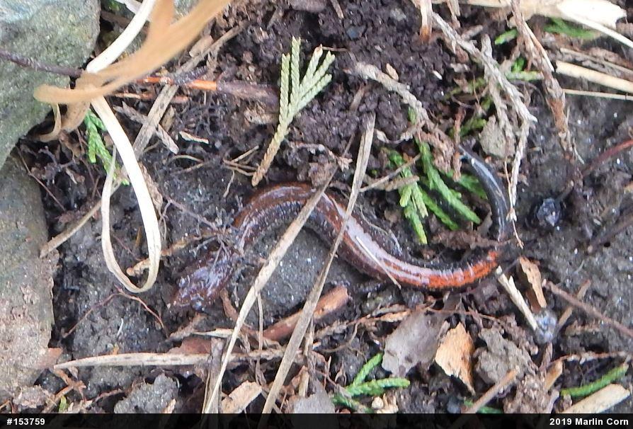 Eastern Red-backed  Salamander