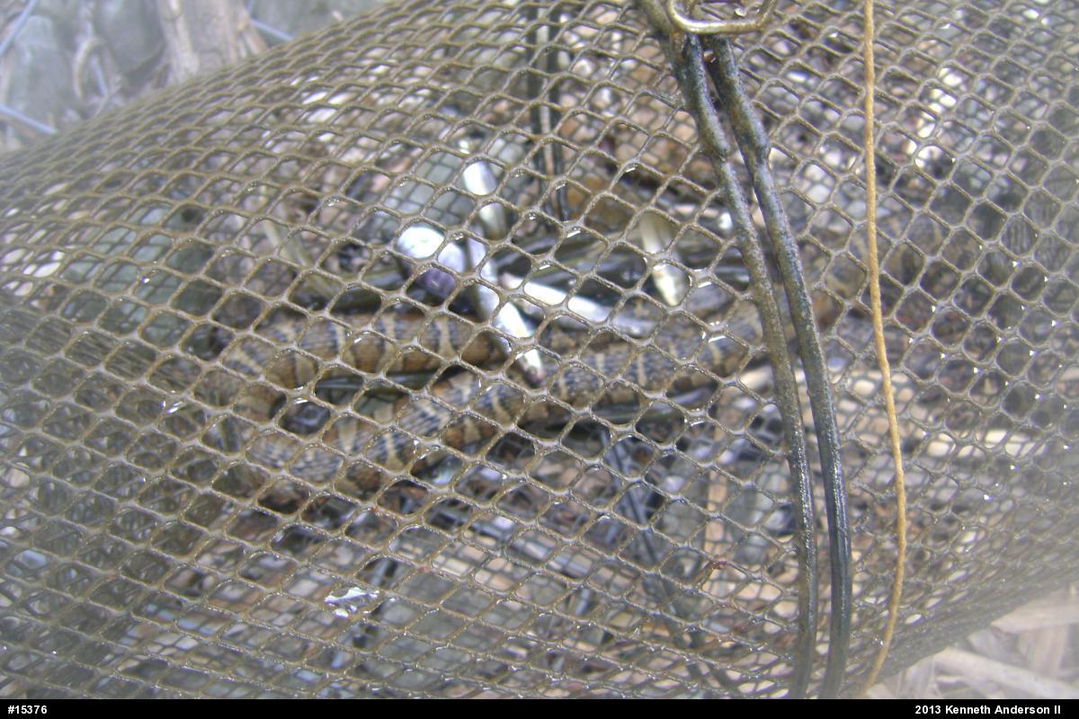 Northern Watersnake