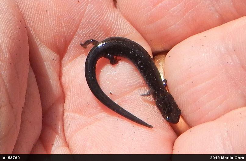 Eastern Red-backed  Salamander