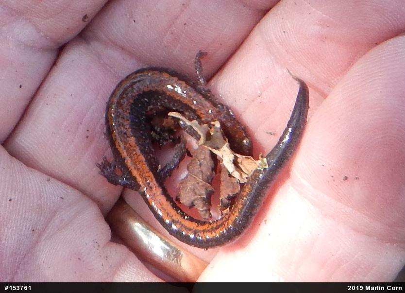 Eastern Red-backed  Salamander