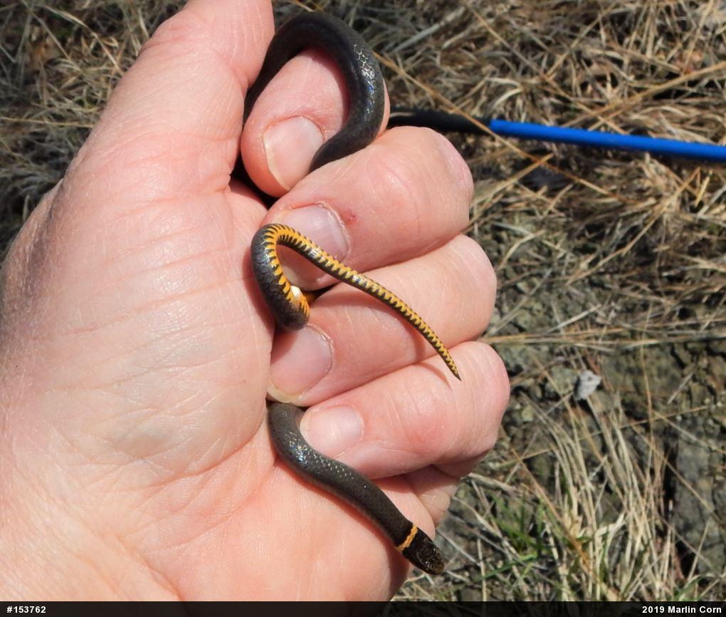 Northern Ring-necked Snake