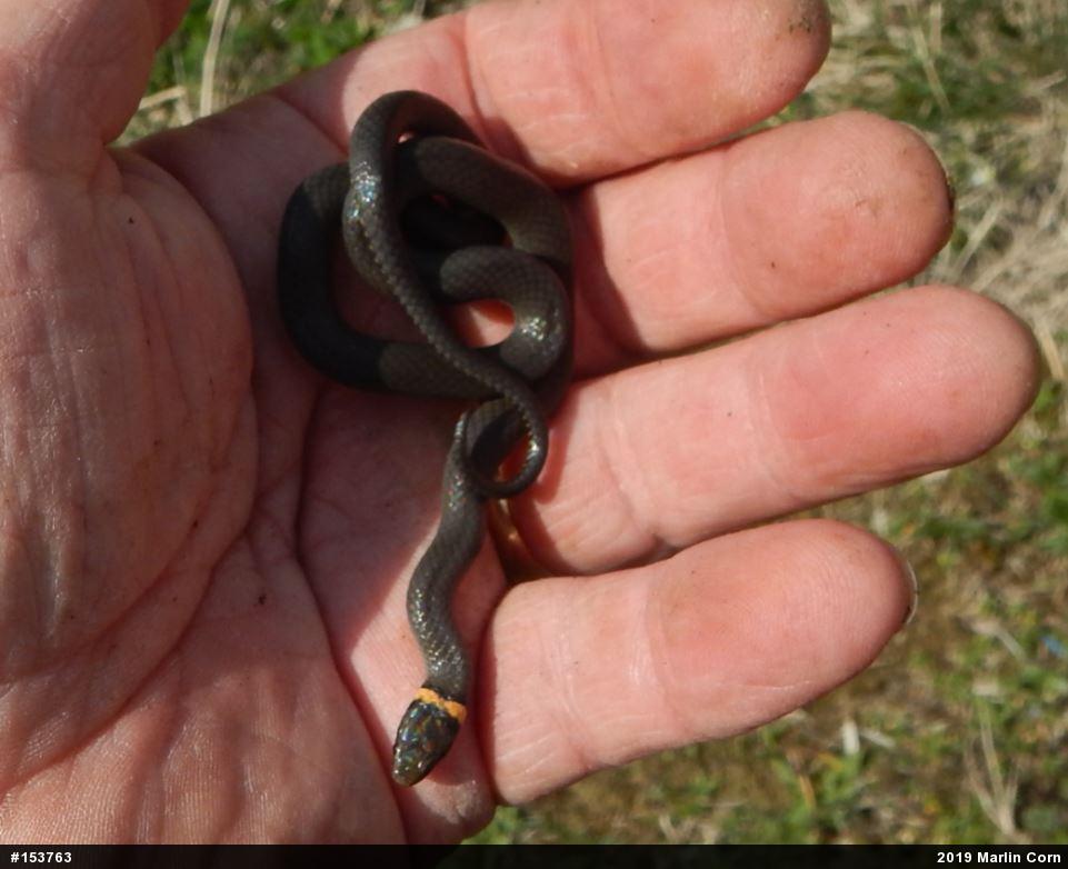 Northern Ring-necked Snake