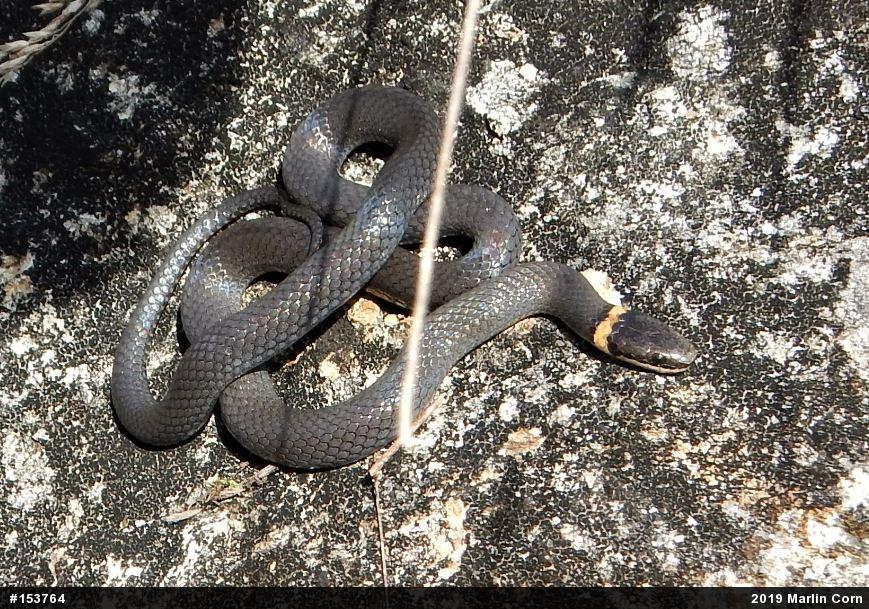 Northern Ring-necked Snake