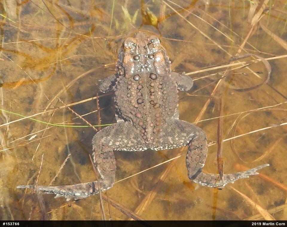 Eastern American Toad