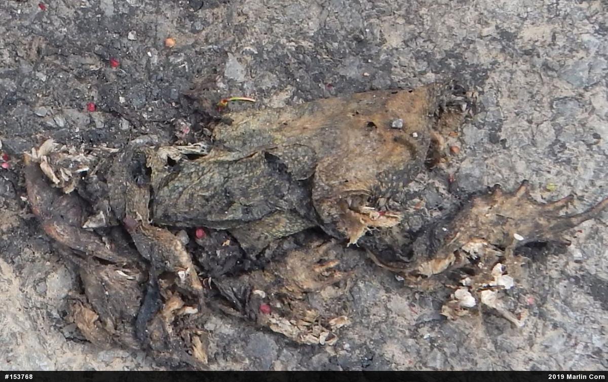 True Toads