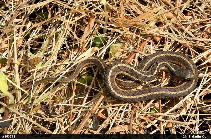 Eastern Gartersnake
