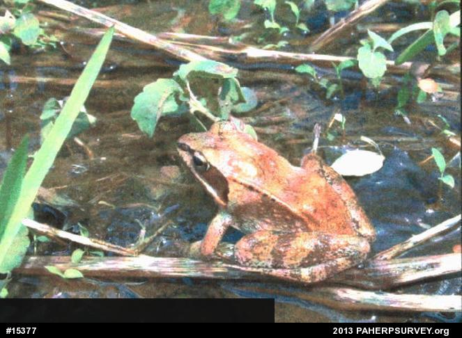 Wood Frog