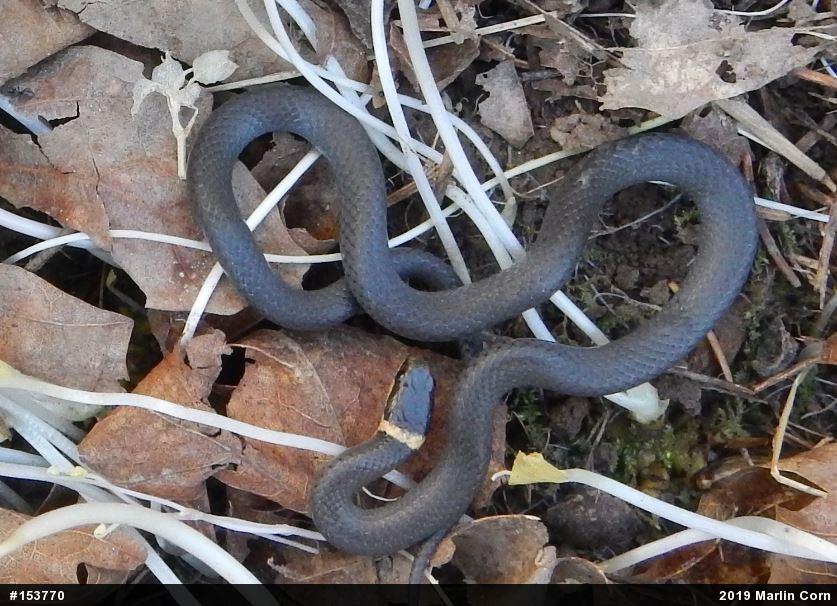 Northern Ring-necked Snake