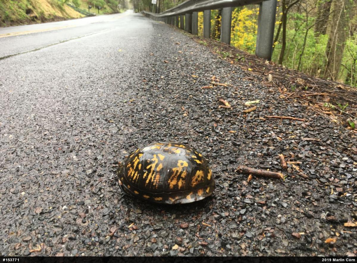 Eastern Box Turtle