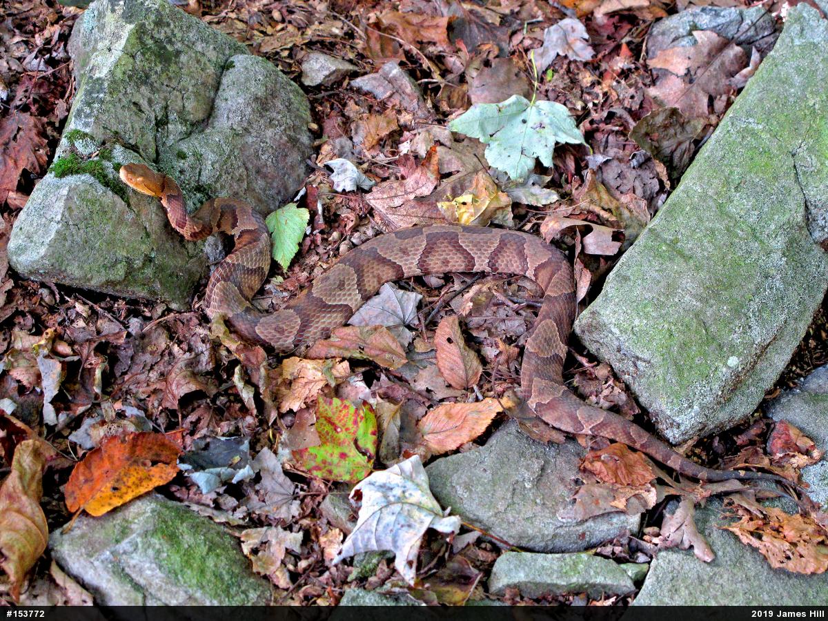 Northern Copperhead