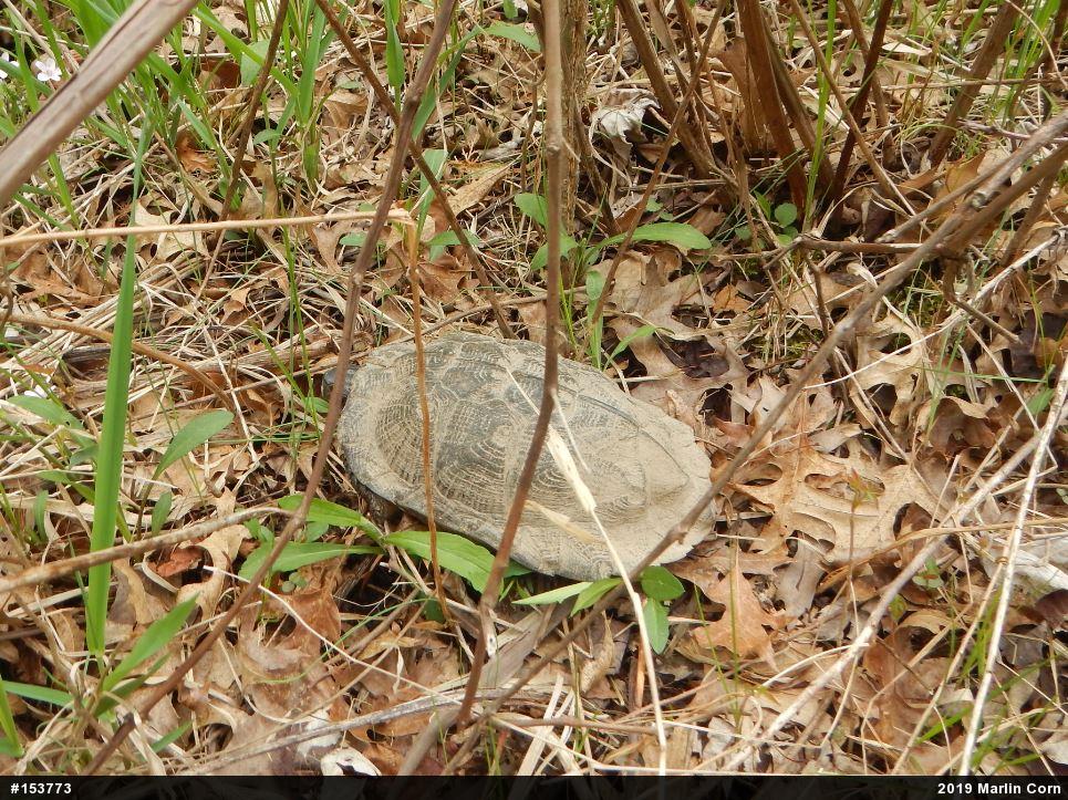Wood Turtle