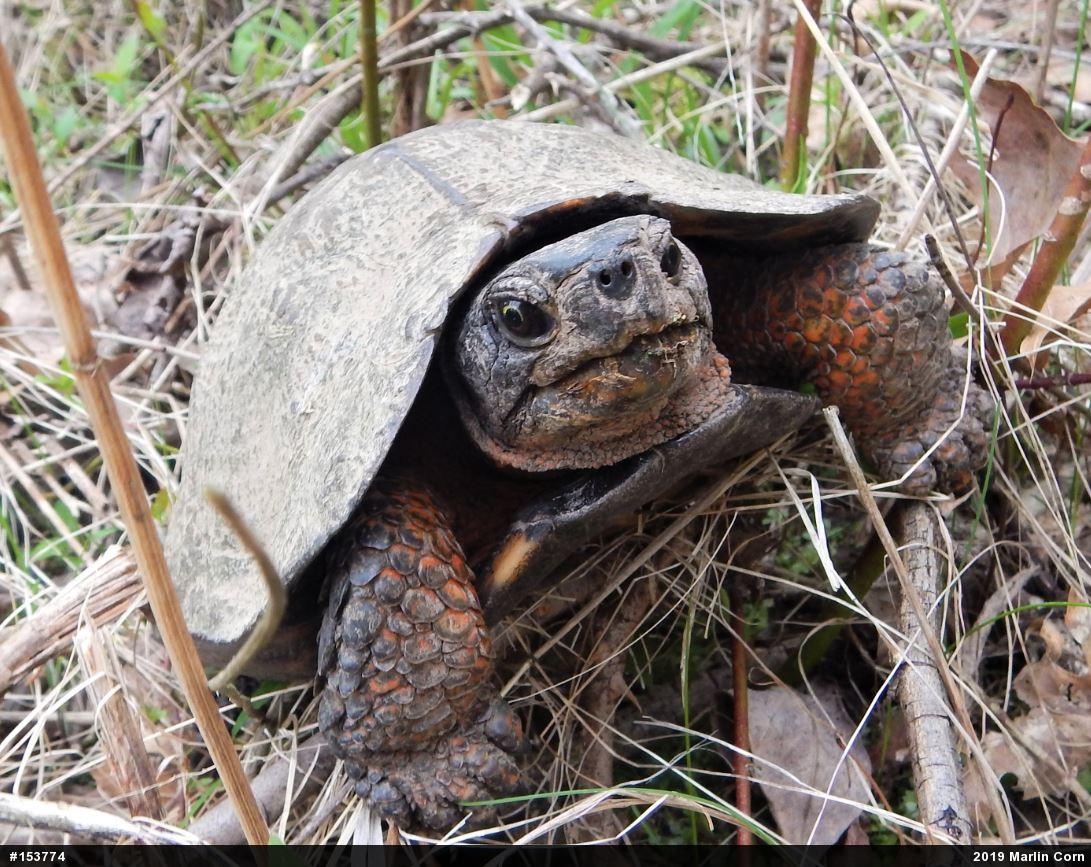 Wood Turtle