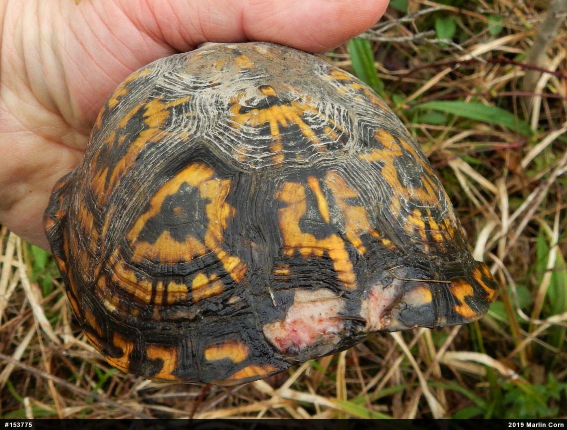 Eastern Box Turtle