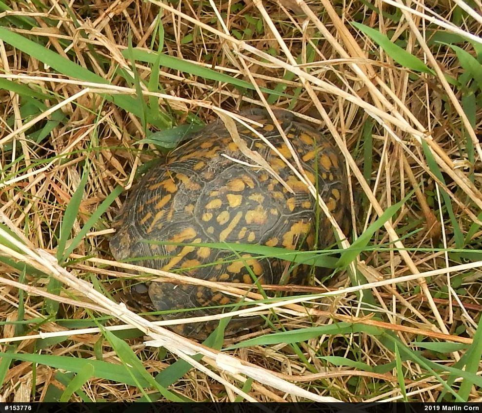 Eastern Box Turtle
