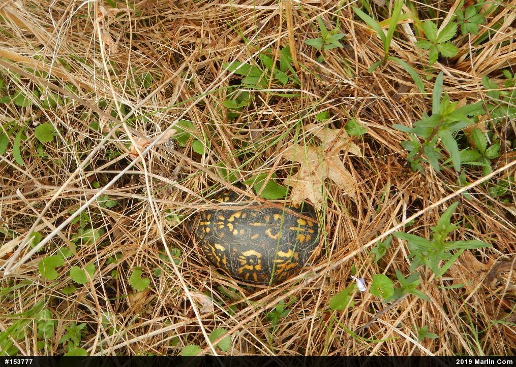 Eastern Box Turtle
