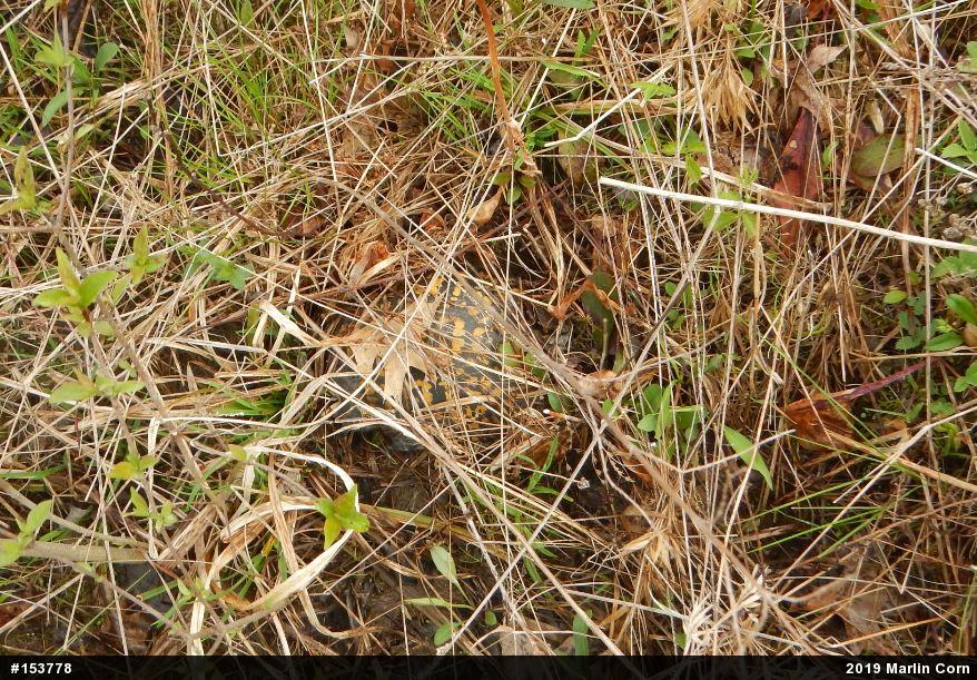 Eastern Box Turtle