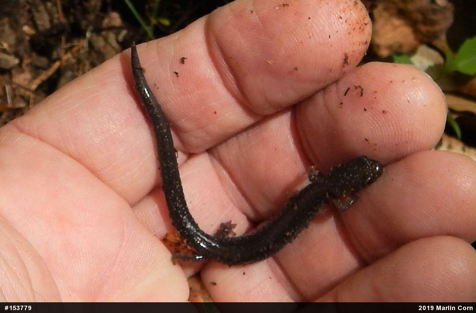 Eastern Red-backed  Salamander