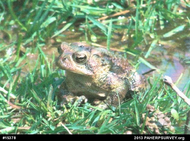 Eastern American Toad