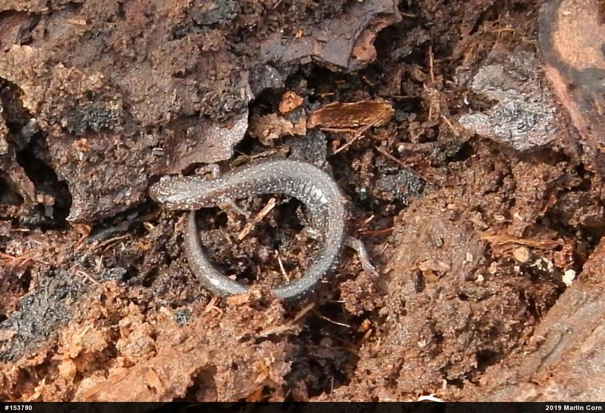 Eastern Red-backed  Salamander