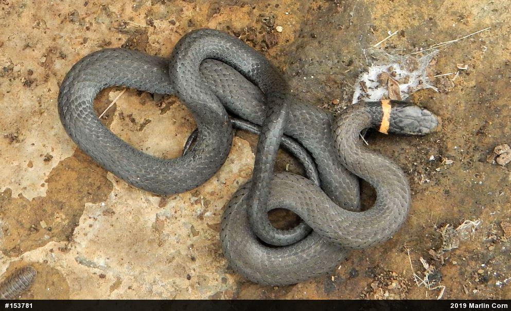 Northern Ring-necked Snake