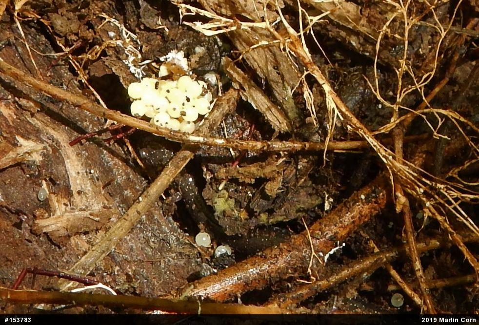 Eastern Red-backed  Salamander
