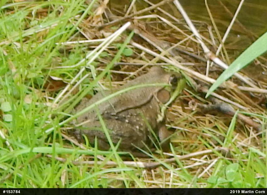 Green Frog